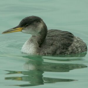 Red-necked Grebe 
&copy; Corentin Kermarrec