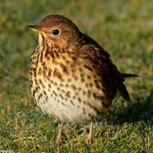 Song Thrush