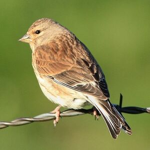 Common Linnet 
&copy; Corentin Kermarrec