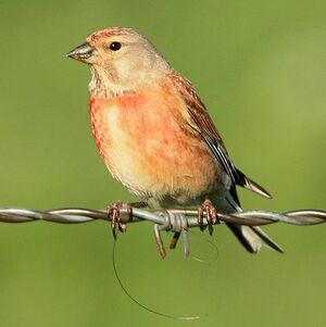 Common Linnet 
&copy; Corentin Kermarrec