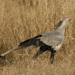 Secretarybird