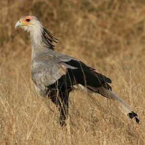 Secretarybird