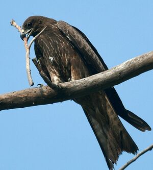Black Kite 
&copy; Corentin Kermarrec