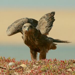 Black Kite 
&copy; Corentin Kermarrec