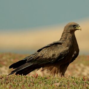 Black Kite 
&copy; Corentin Kermarrec