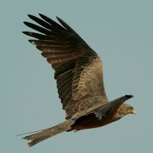 Black Kite 
&copy; Corentin Kermarrec
