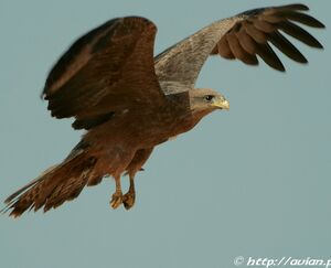 Black Kite 
&copy; Corentin Kermarrec