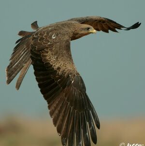 Black Kite 
&copy; Corentin Kermarrec