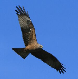 Black Kite 
&copy; Corentin Kermarrec