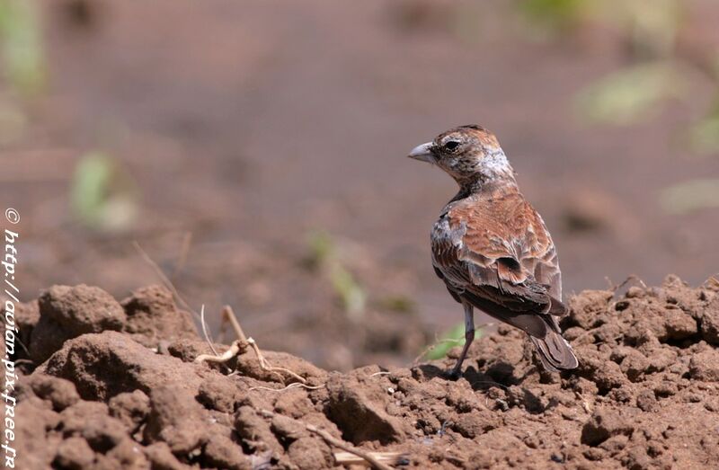 Chestnut-backed Sparrow-Lark female adult breeding
