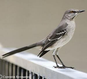 Northern Mockingbird