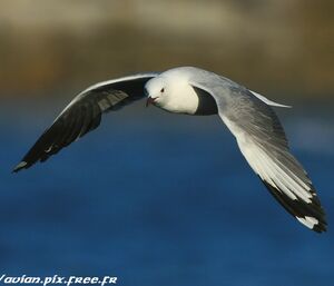 Grey-headed Gull