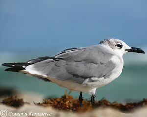 Laughing Gull