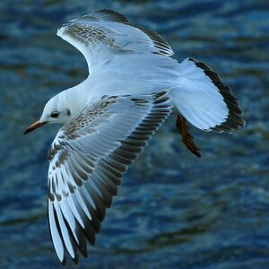 Mouette rieuse 
&copy; Corentin Kermarrec