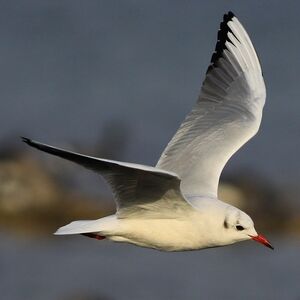 Mouette rieuse 
&copy; Corentin Kermarrec