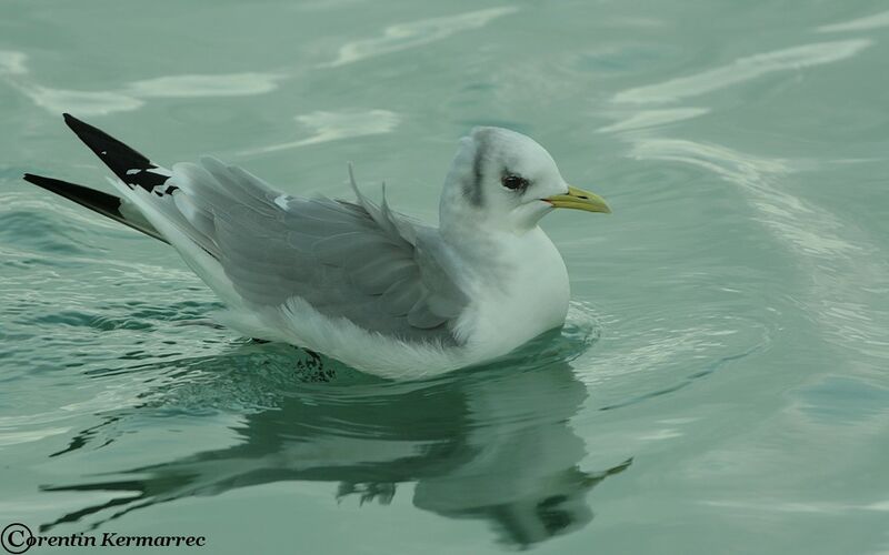 Mouette tridactyleadulte internuptial