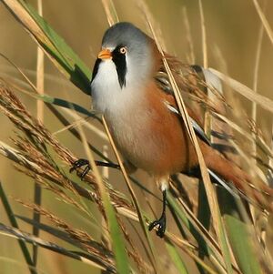 Bearded Reedling 
&copy; Corentin Kermarrec