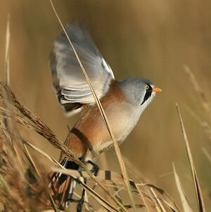 Bearded Reedling 
&copy; Corentin Kermarrec