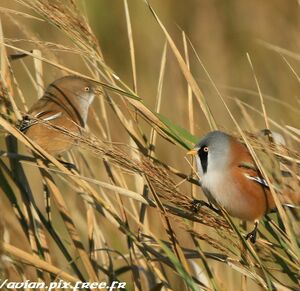 Bearded Reedling 
&copy; Corentin Kermarrec