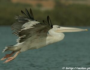 P�lican gris