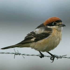 Pie-gri�che � t�te rousse 
&copy; Corentin Kermarrec