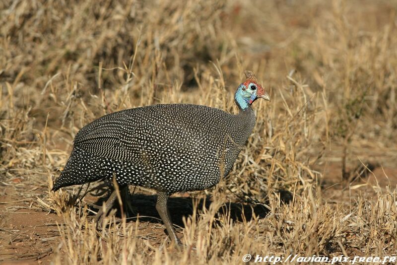 Helmeted Guineafowl male adult