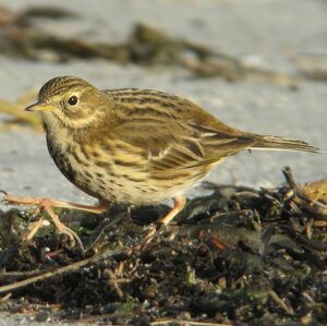 Meadow Pipit 
&copy; Corentin Kermarrec