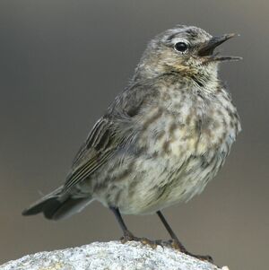 Eurasian Rock Pipit