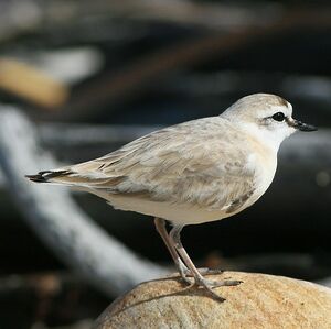 Pluvier à front blanc