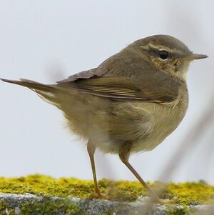 Dusky Warbler 
&copy; Corentin Kermarrec