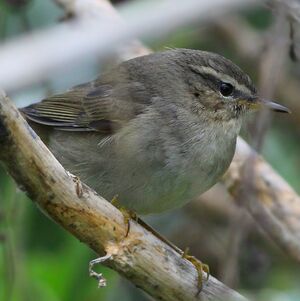 Dusky Warbler 
&copy; Corentin Kermarrec