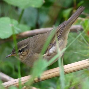 Dusky Warbler 
&copy; Corentin Kermarrec