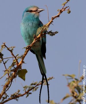 Abyssinian Roller