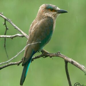 Indian Roller
