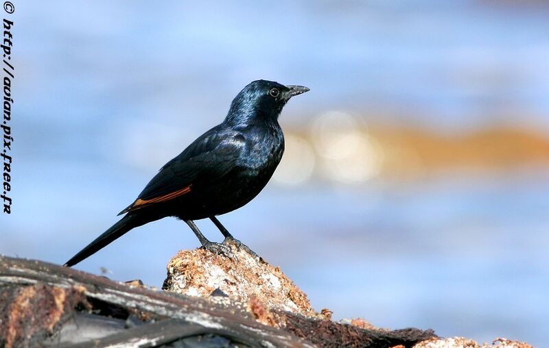 Red-winged Starling male adult post breeding
