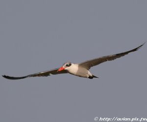 Caspian Tern 
&copy; Corentin Kermarrec