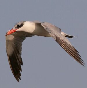 Caspian Tern 
&copy; Corentin Kermarrec