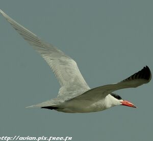 Caspian Tern 
&copy; Corentin Kermarrec