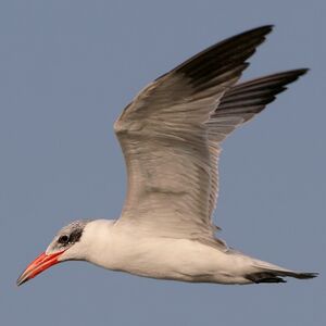 Caspian Tern 
&copy; Corentin Kermarrec