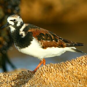 Ruddy Turnstone 
&copy; Corentin Kermarrec