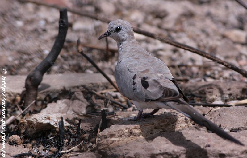 Namaqua Dove female adult post breeding