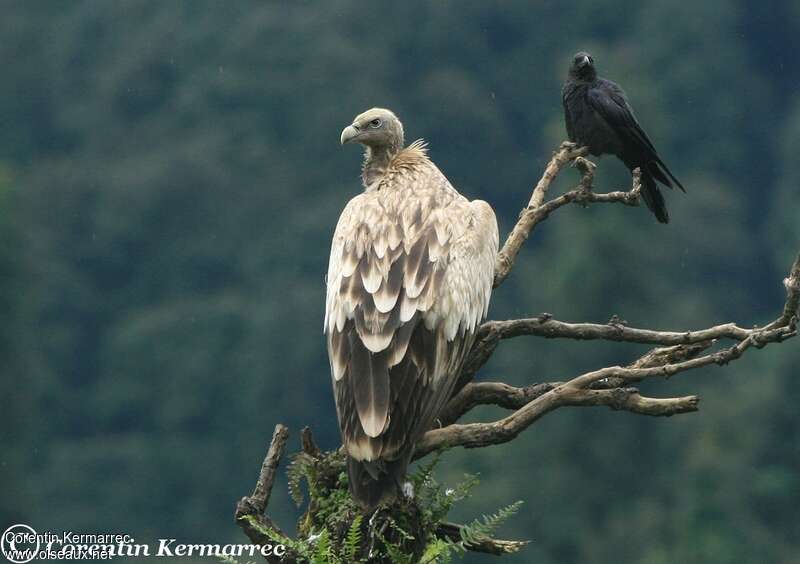 Himalayan Vultureimmature, pigmentation, Behaviour