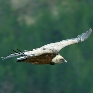 Vautour fauve