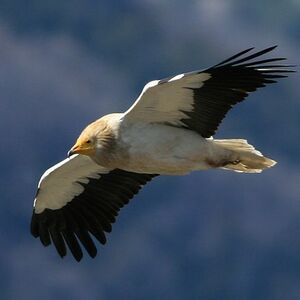 Vautour percnoptère