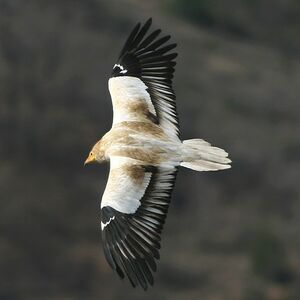 Vautour percnoptère