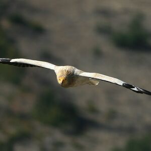 Vautour percnoptère