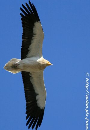 Vautour percnoptère