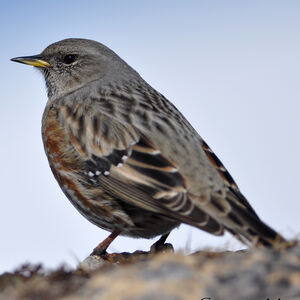 Accenteur alpin 
&copy; Corentin Morvan