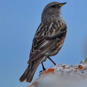 Accenteur alpin 
&copy; Corentin Morvan
