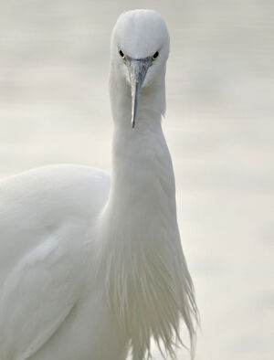 Aigrette garzette